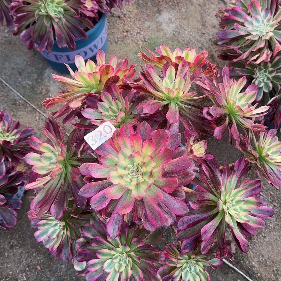 多肉植物福利波斯320