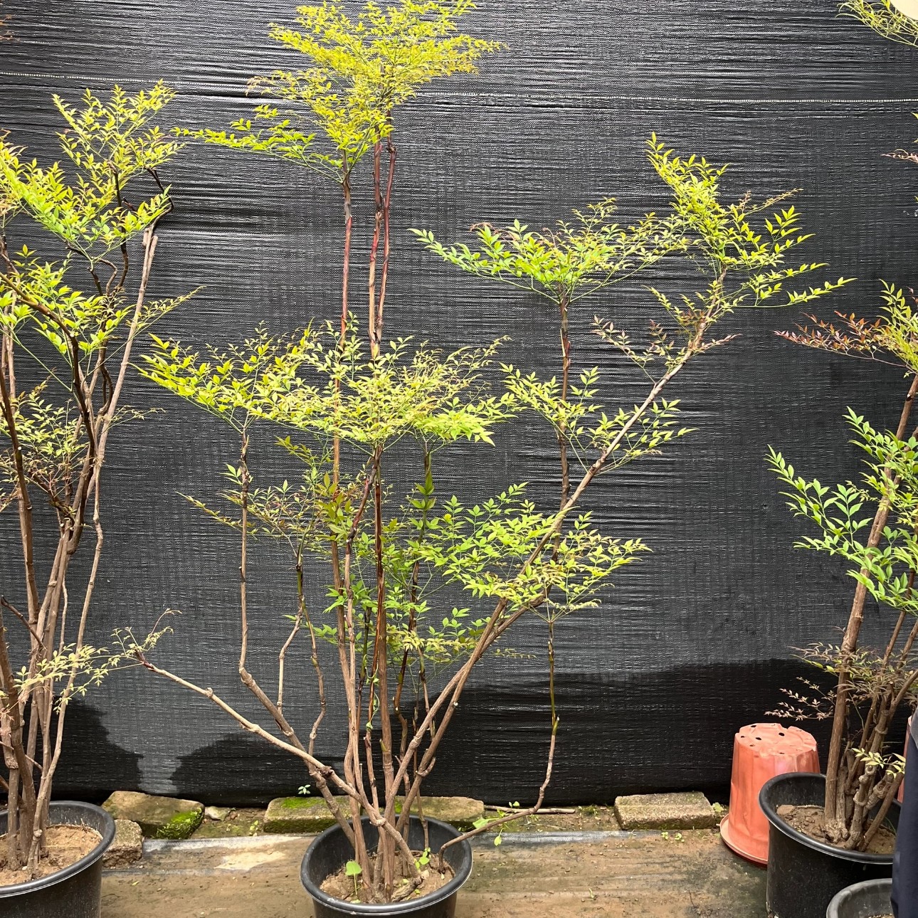 老桩南天竹庭院绿化苗木四季观叶耐寒植物火焰挂果红天竹树苗