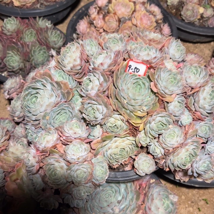 五****精品多肉植物老桩