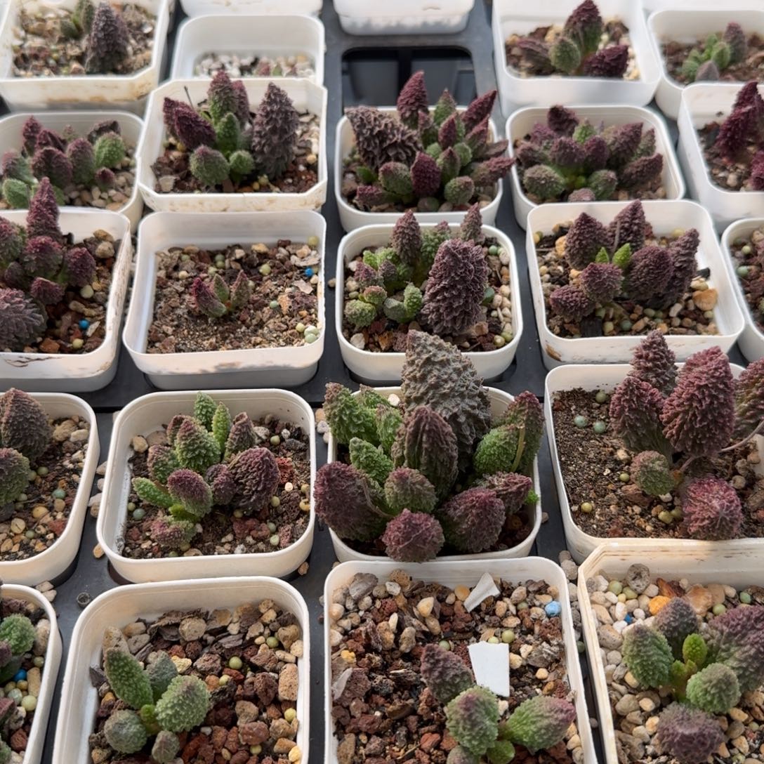 拐***牛存款水泡明照多肉植物