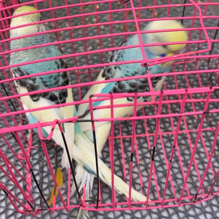 皇***利虎皮鹦鹉虎皮鹦鹉