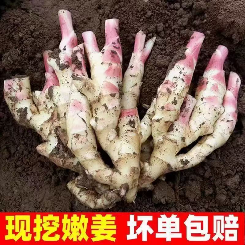 山东现挖新鲜红芽嫩姜可腌制泡姜的鲜嫩姜脆嫩无丝精品大姜