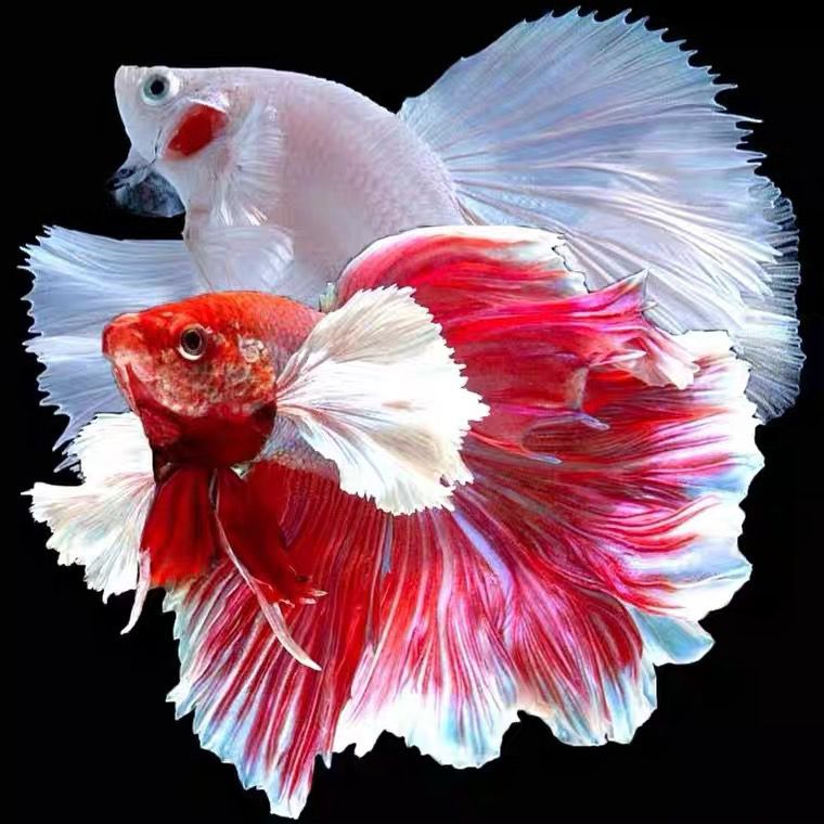 D1(1-120)泰国斗鱼精品鱼小型热带观赏鱼【直播间选鱼】