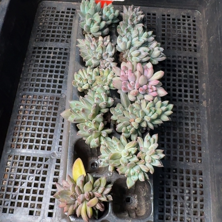 161多肉植物一物一拍