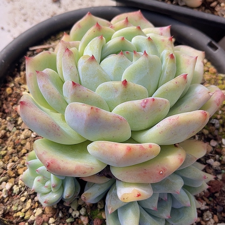 白拉糖0516多肉植物