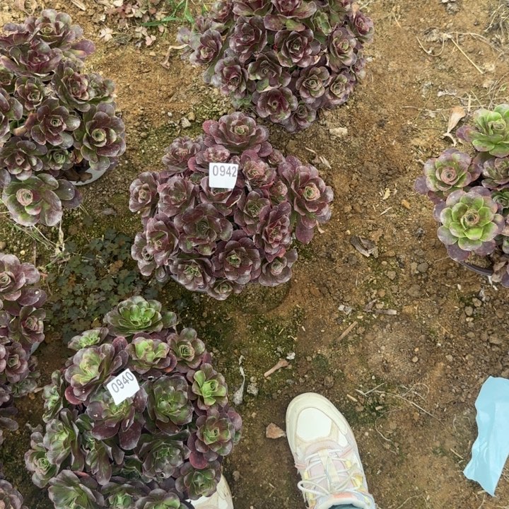 942 清棚处理不包断枝