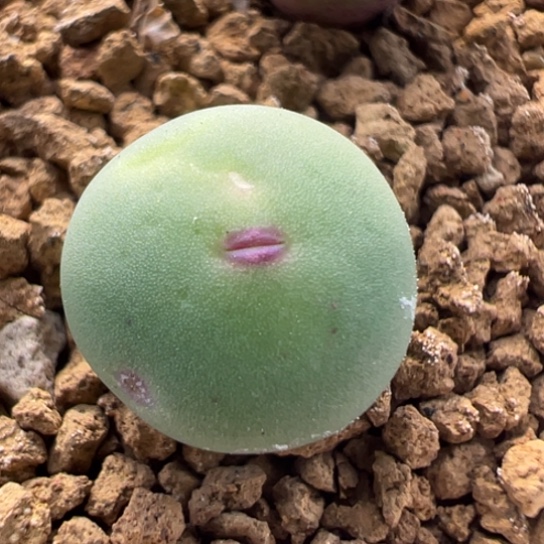 Dows嘴干疤特价213。