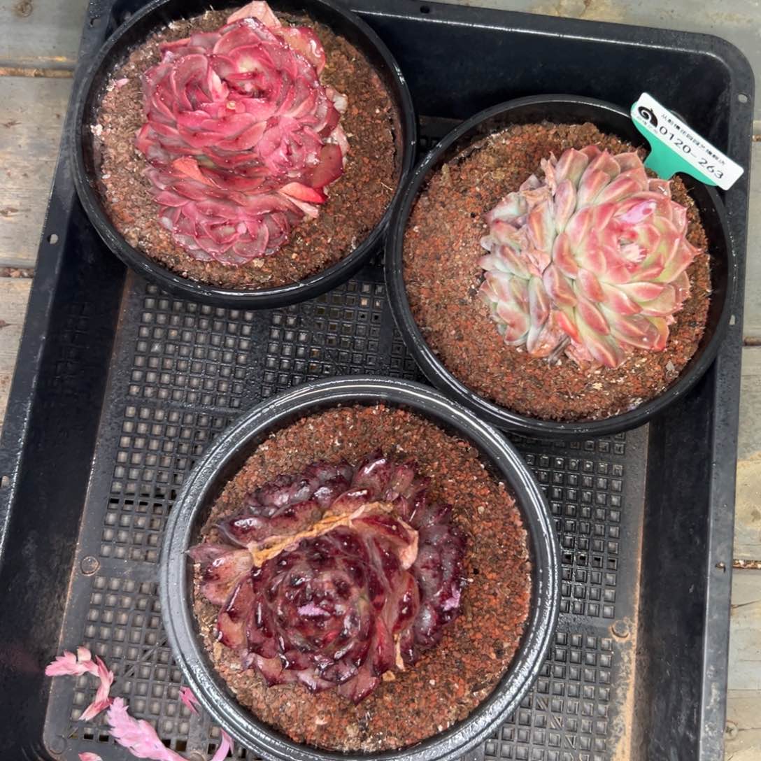 多肉一物一拍0120-263