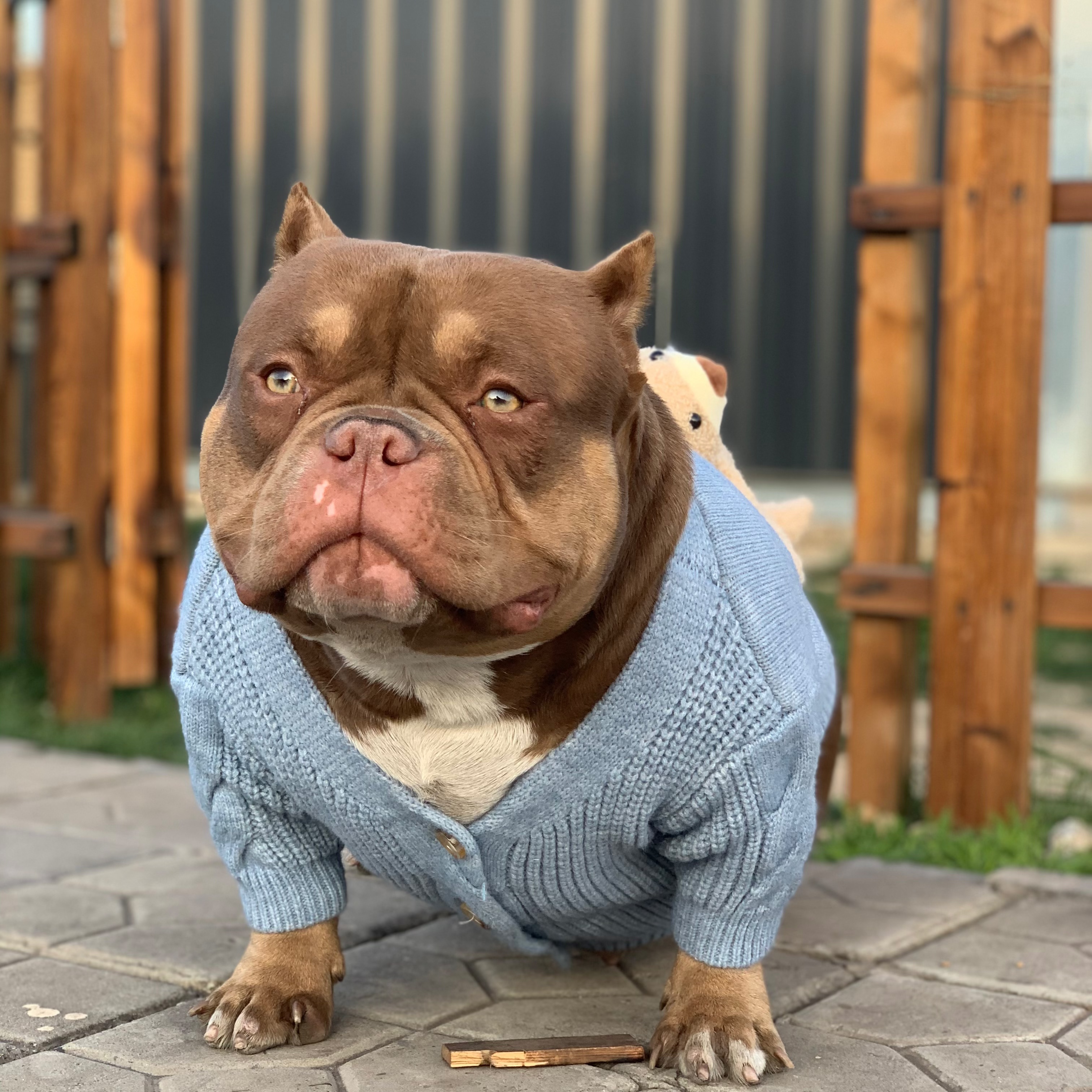 【旺吉犬舍】恶霸犬宠物狗活体链接