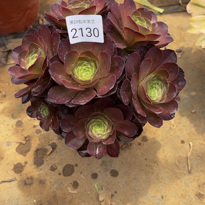 魅金玫瑰多肉处理不包断头2130