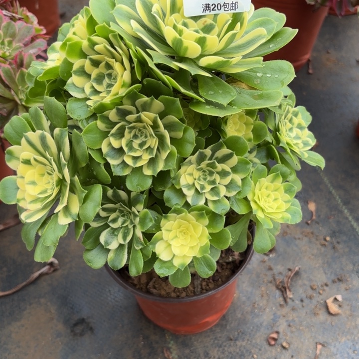 瑞妈，，。。。。。473辛尼亚，有断，