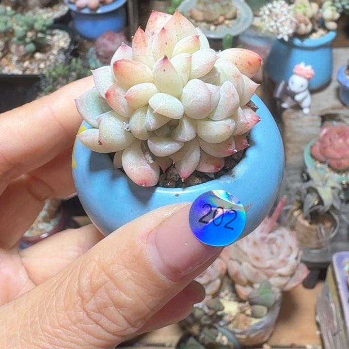 202多肉含盆土 30元包邮 ➗偏远地区