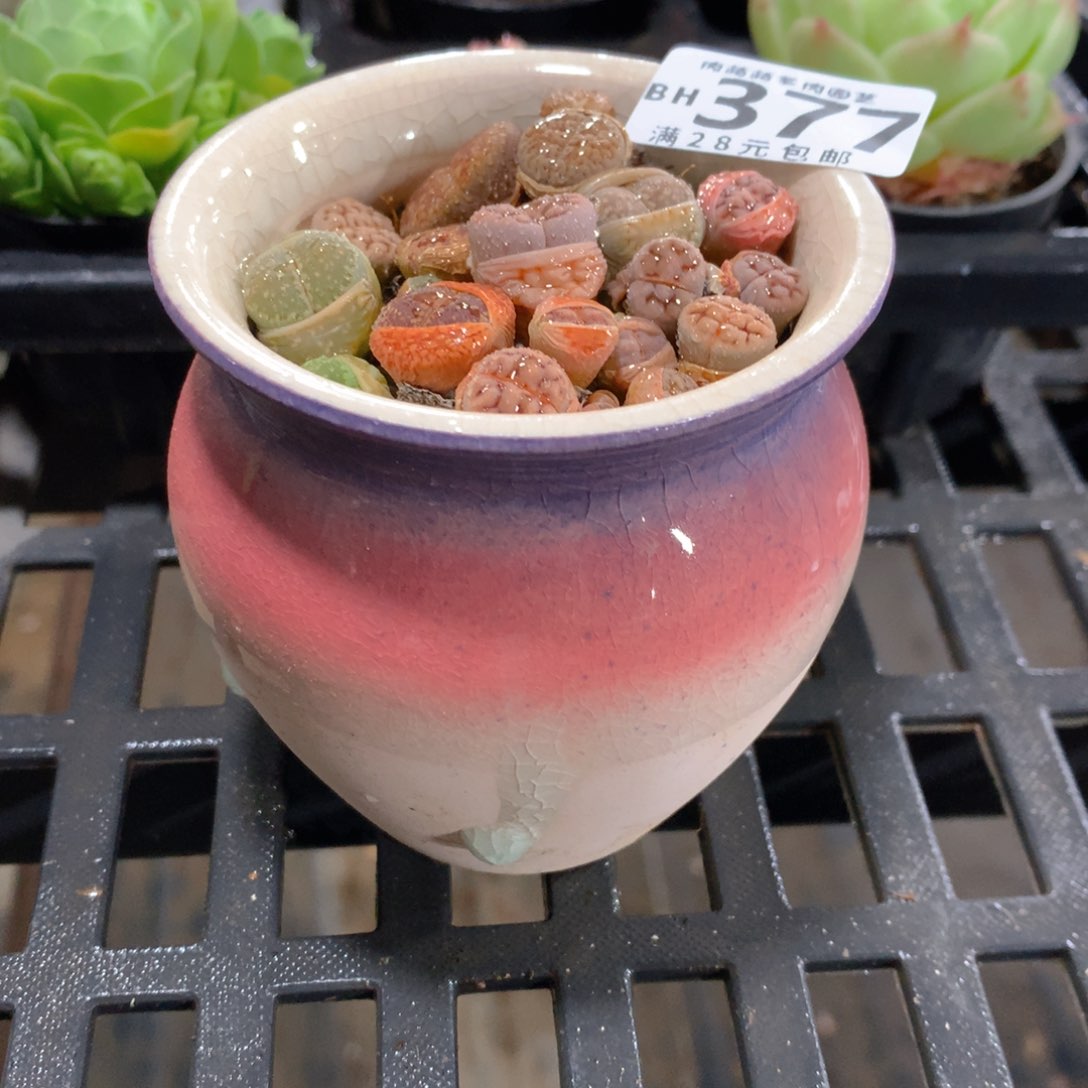 肉萌萌5cm拇指盆精控多肉BH377