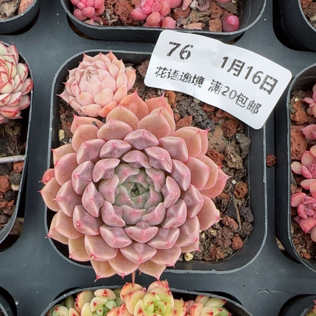 花语逸镜0116-76翡翠月影