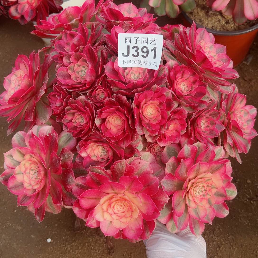 391倾城尺寸30左右