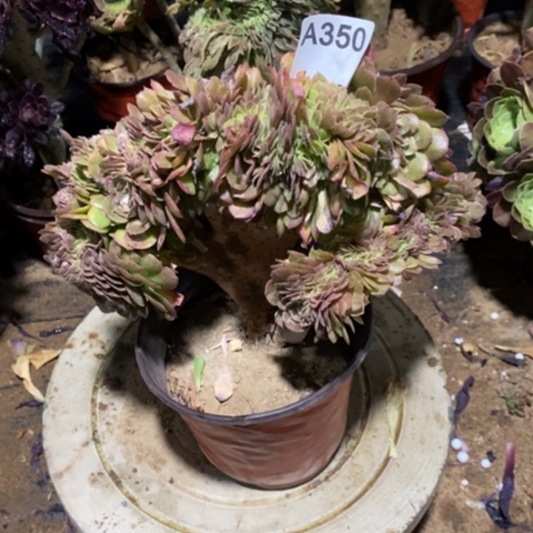 万圣节缀一物一拍