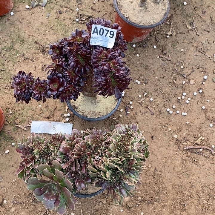 079玫瑰缀多肉植物