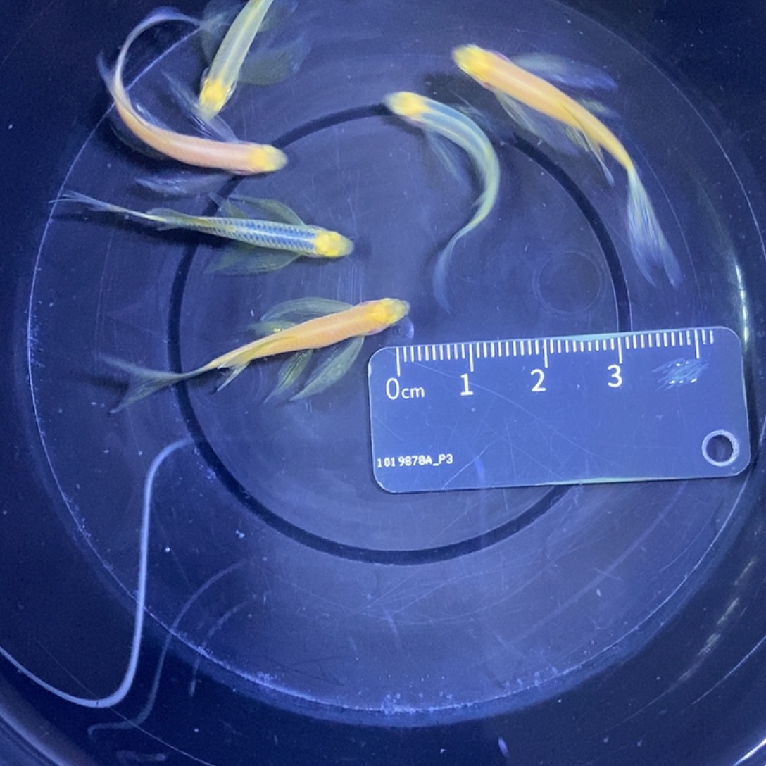 斑马鱼蝶翼斑马3-4厘米福利5蓝5白金