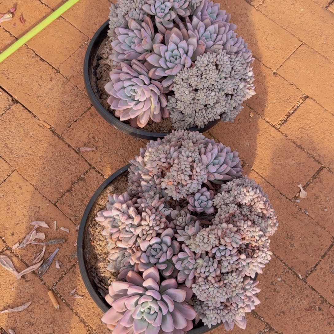 尼***k奥普缀两颗多肉植物