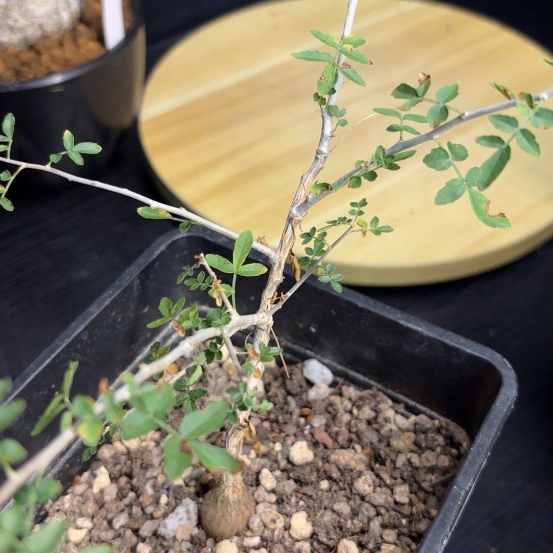 木黧乳香带盆土。