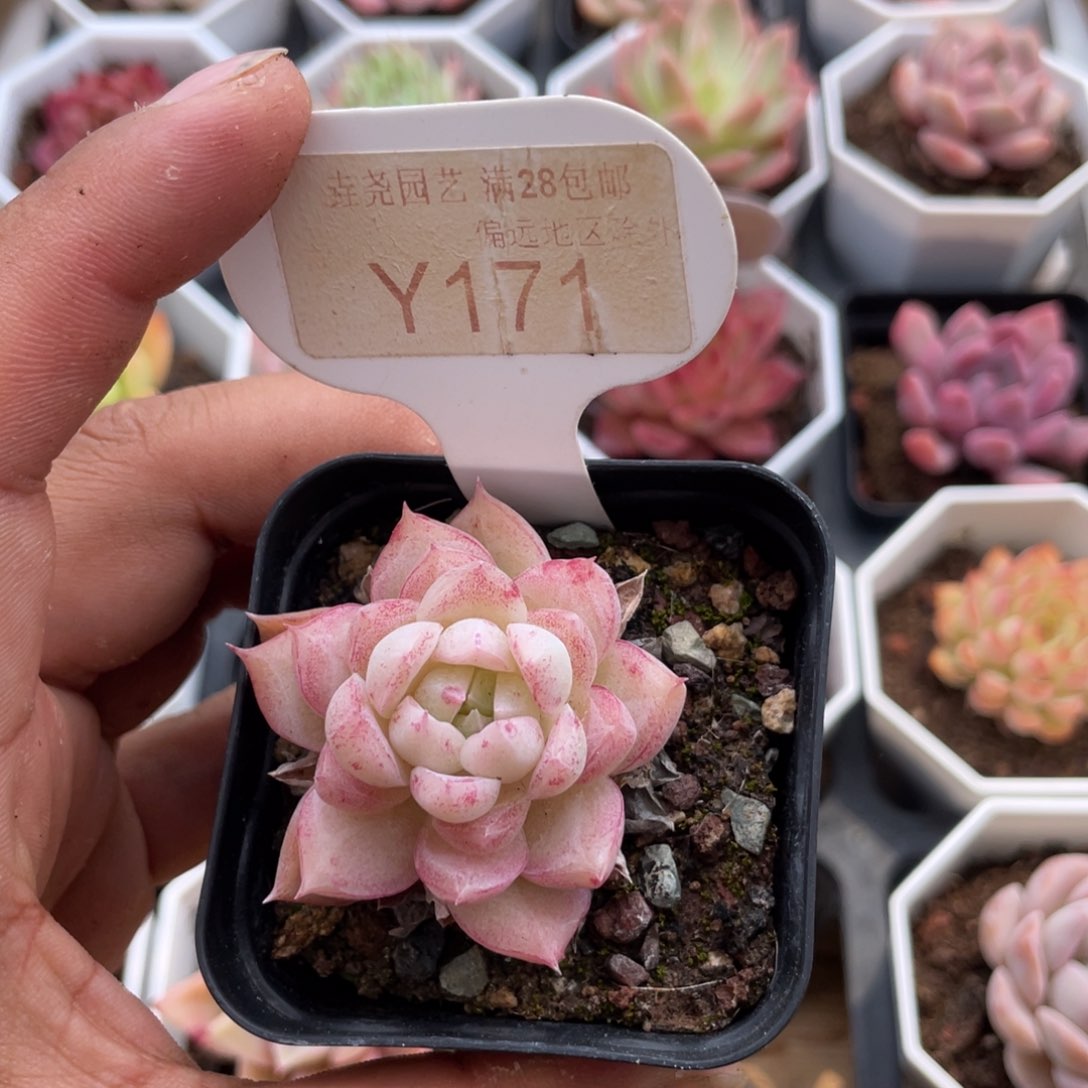 0171小海螺5.0厘米