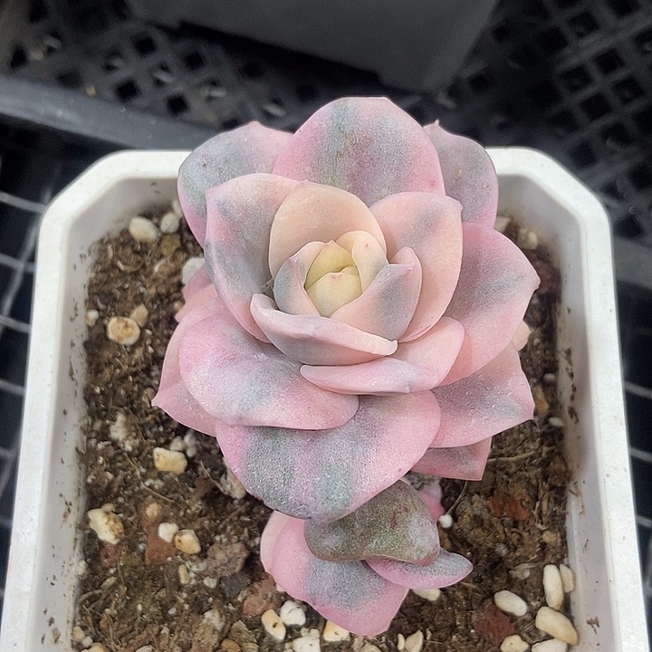 福利可爱玫瑰彩锦