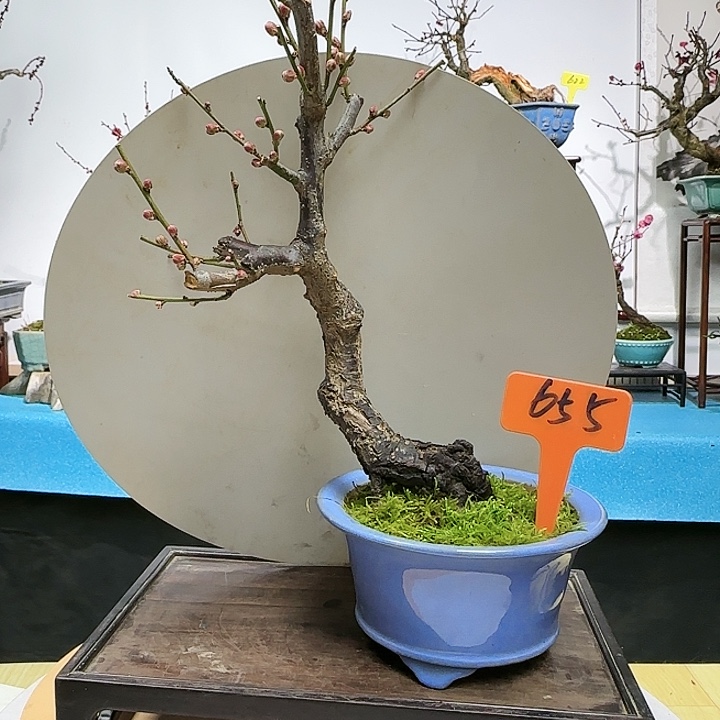 红陶大*f h j k l l l