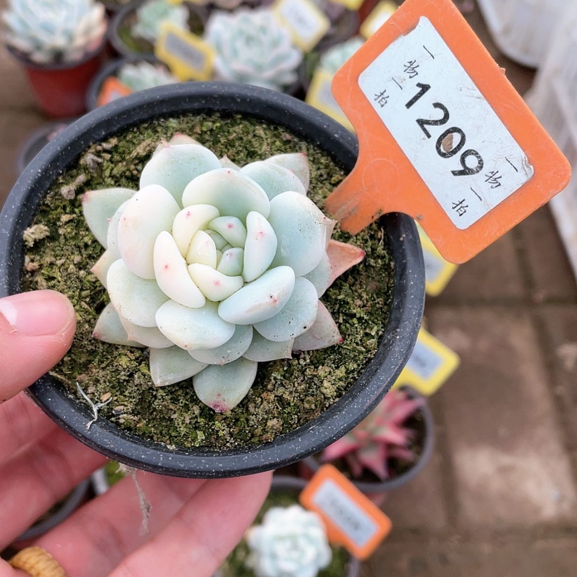 【闪购商品】1209号