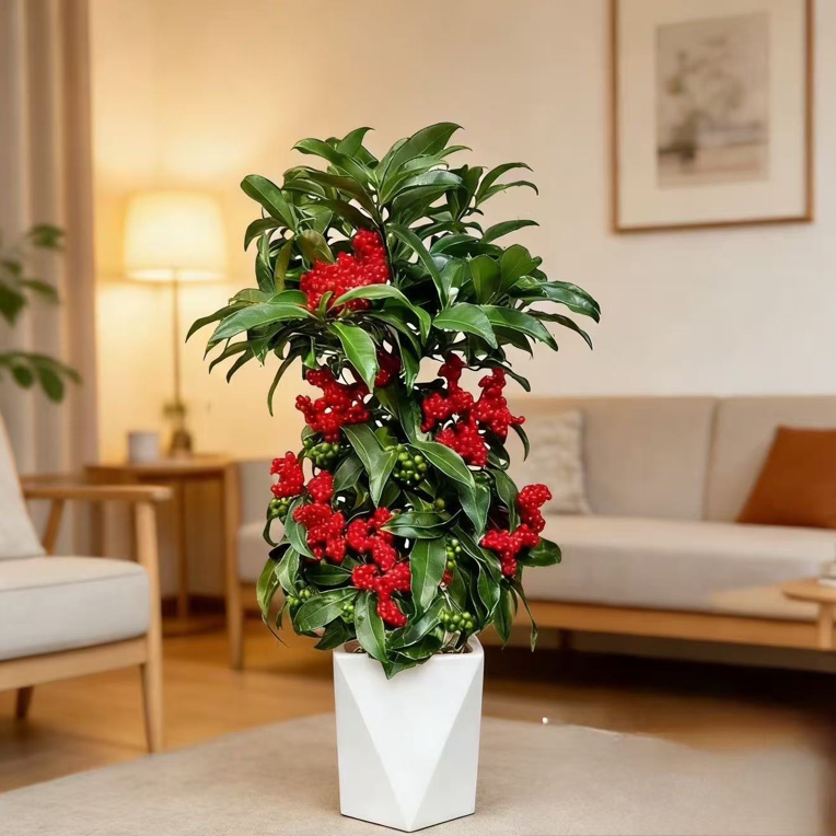 【带果发货】富贵籽盆栽金玉满堂室内耐阴净化空气绿植