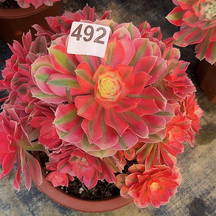 492粉女巫法师锦福利价老桩