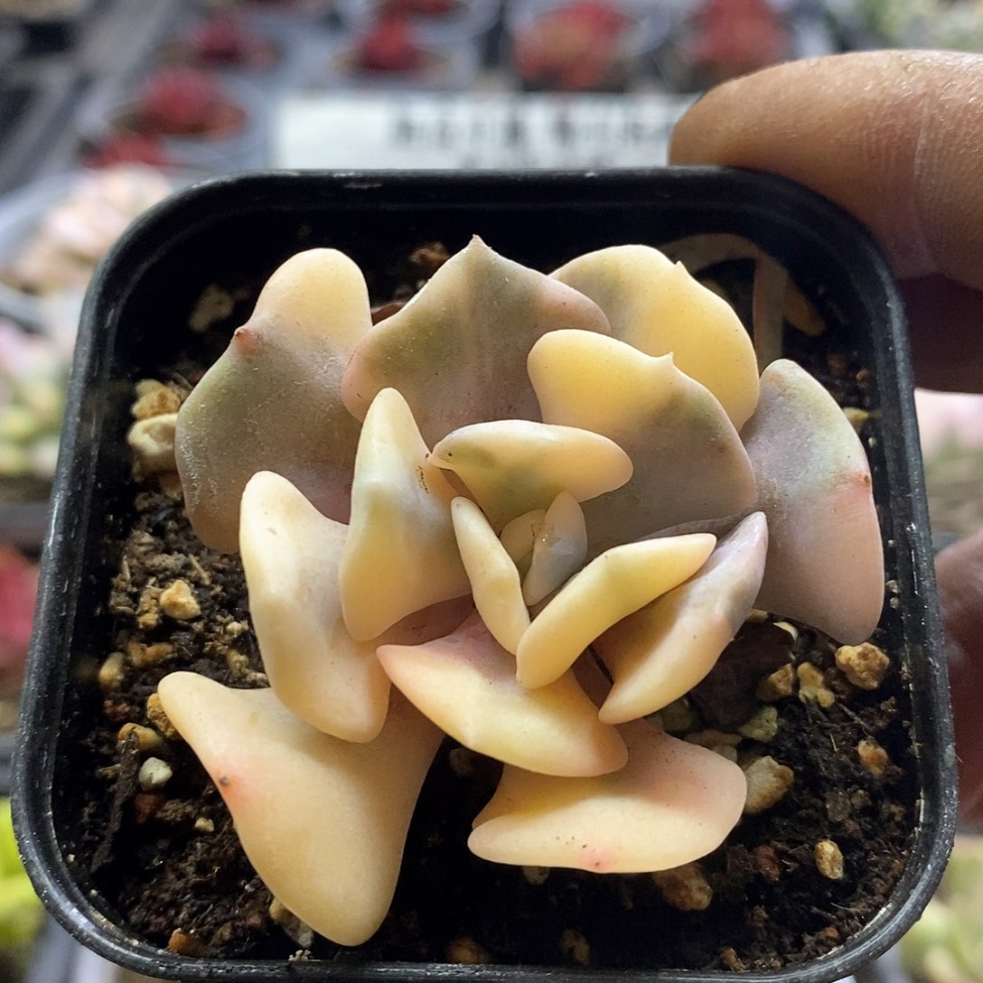 1372雪精灵花脸锦