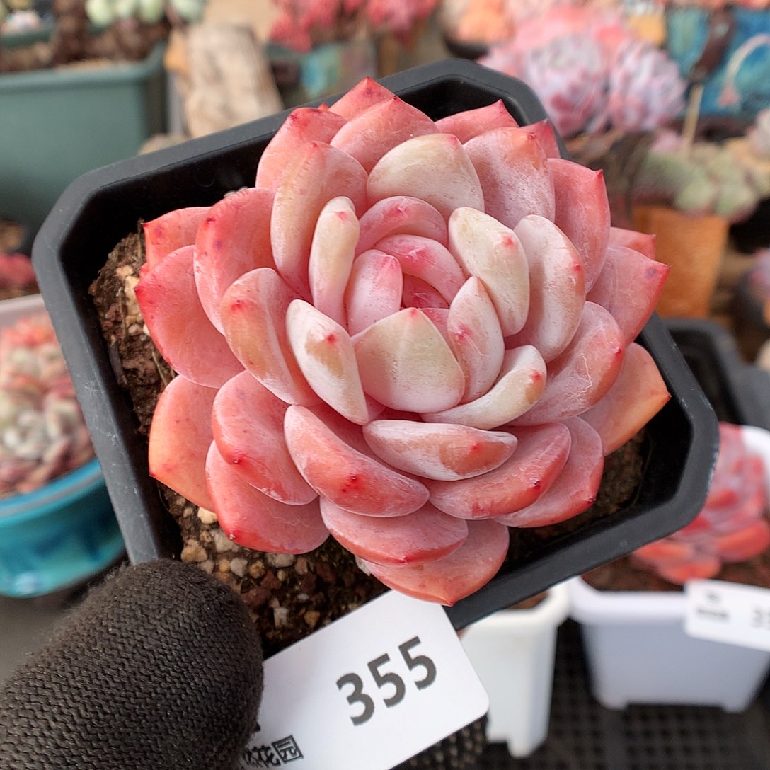 355玫瑰梦露多肉植物6666