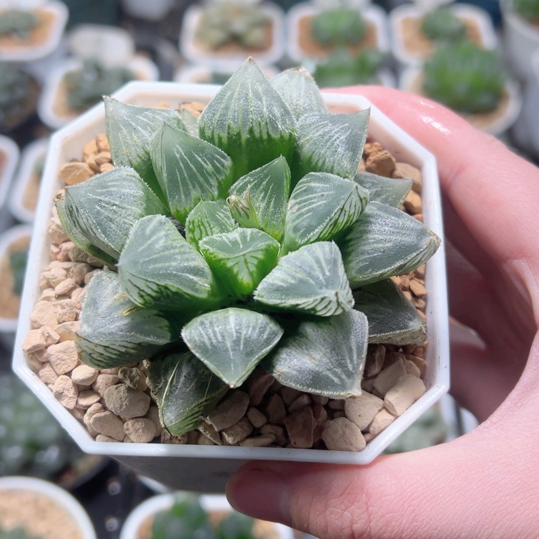 棉花糖玉露多肉植物