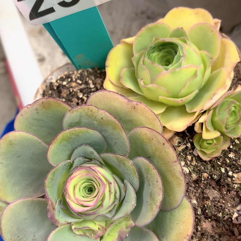 【闪购商品】yjj296两颗福利