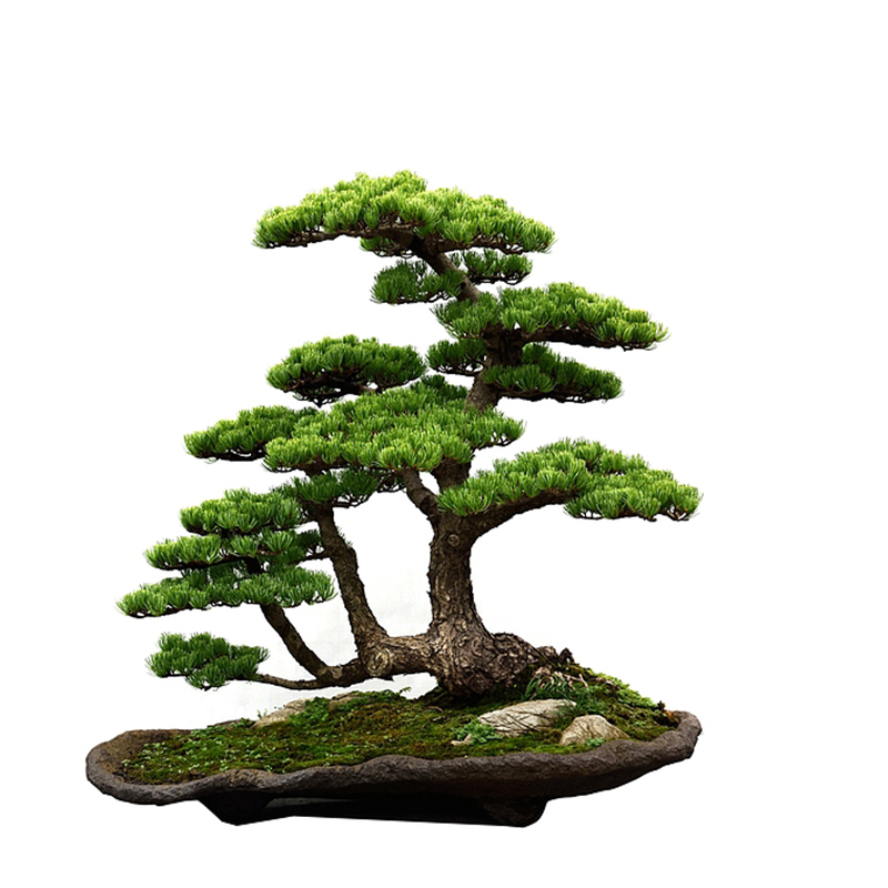 松柏盆景造型美观品种齐全绿植盆栽