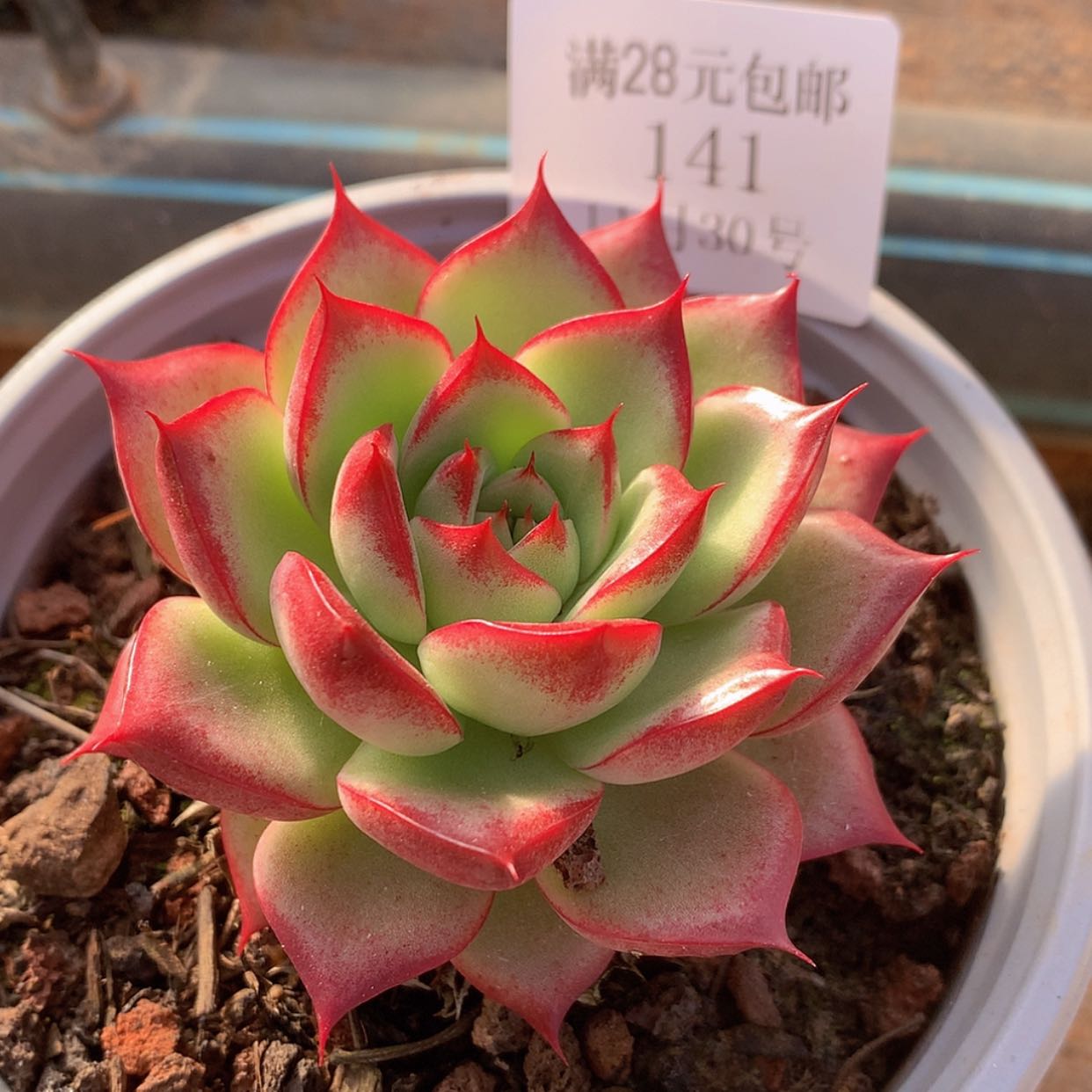 【闪购商品】云141号