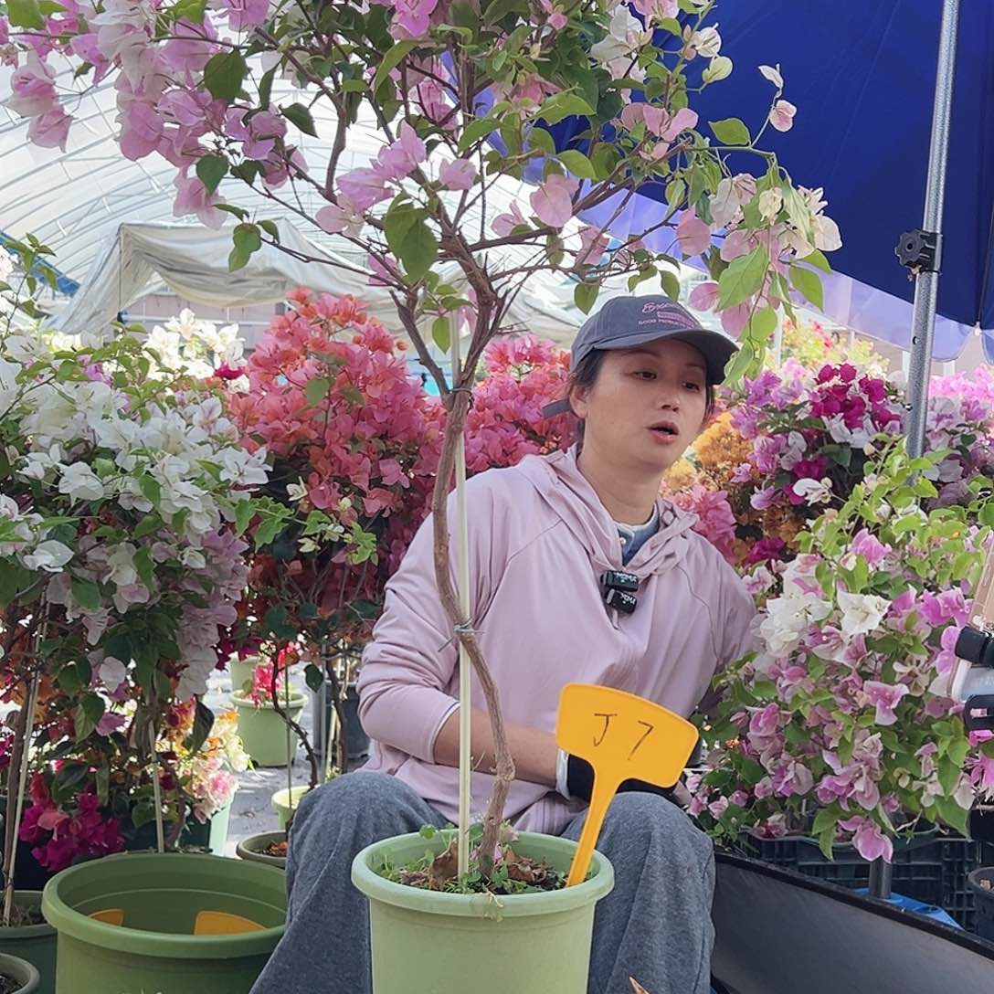 ****萌大部分花苞少量开放J7广红英