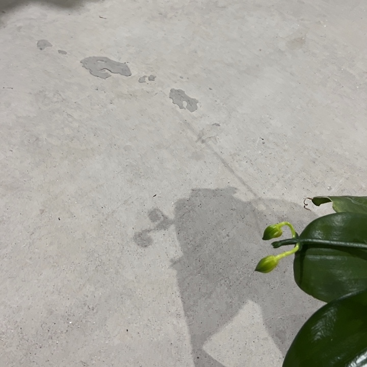 茗***媛不开花植物弥陀双剑鹰