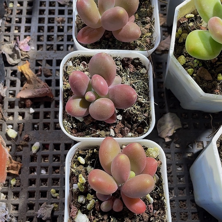 芒果奶带盆土发货