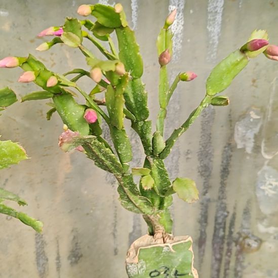 035紫重瓣零度之上包邮易掉苞芽941