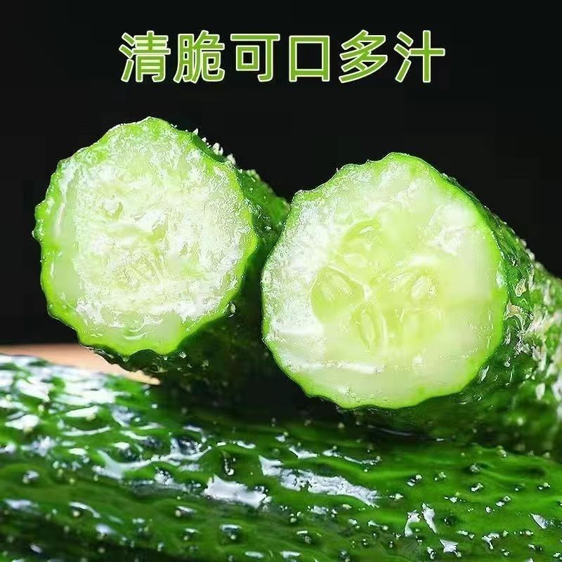 云南高山种植带刺绿心黄瓜弯瓜带刺脆嫩可生吃蔬菜