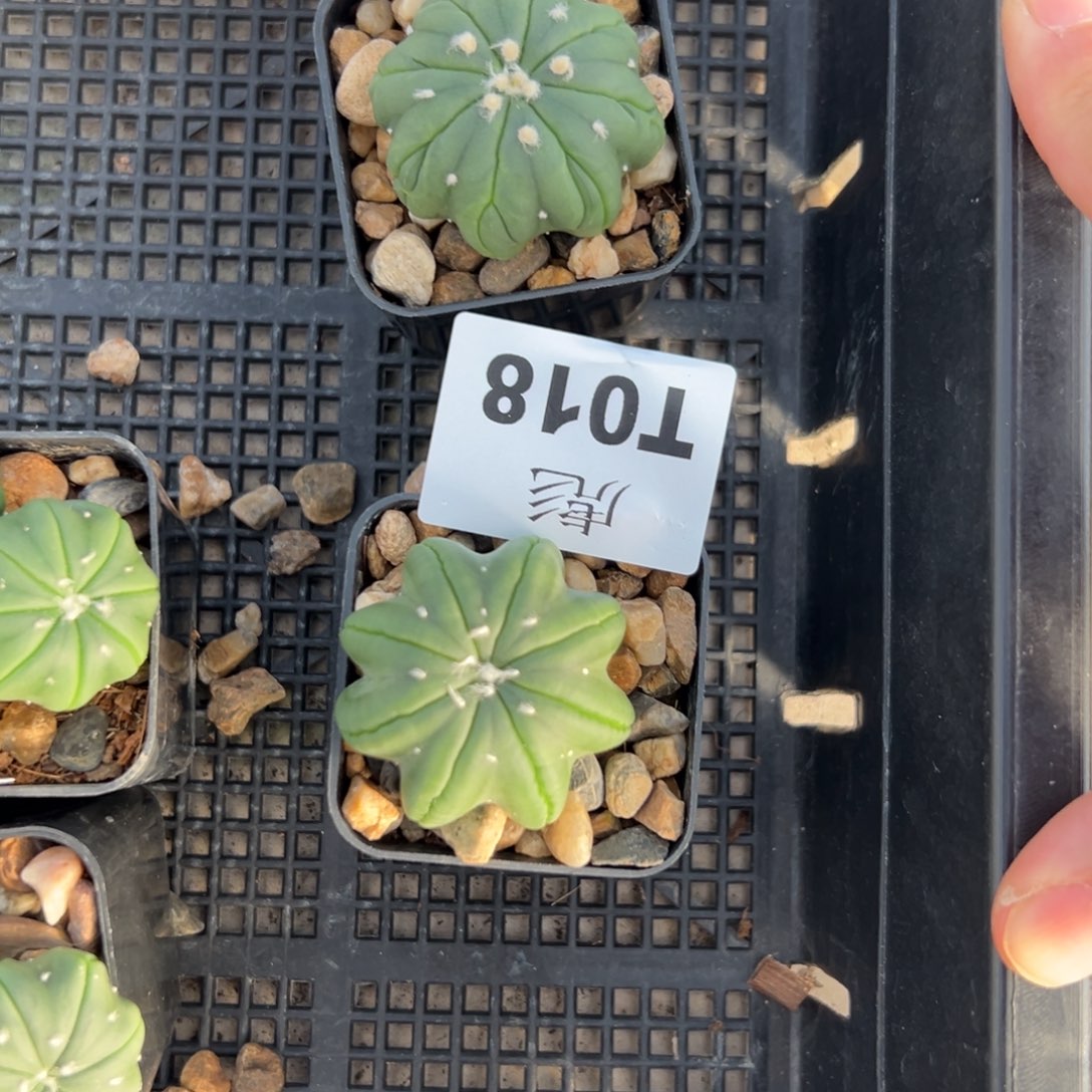 我***呢T017，T018号兜仙人球