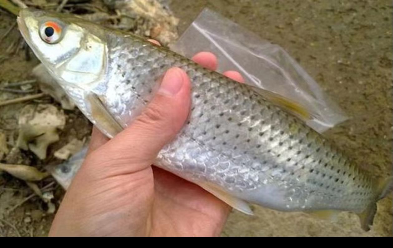 黄河冷水赤眼红鳟鱼顺丰包邮