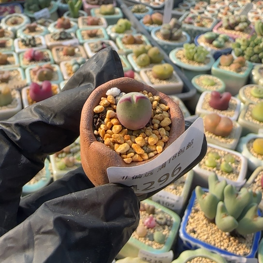 4296--一物一拍 带盆