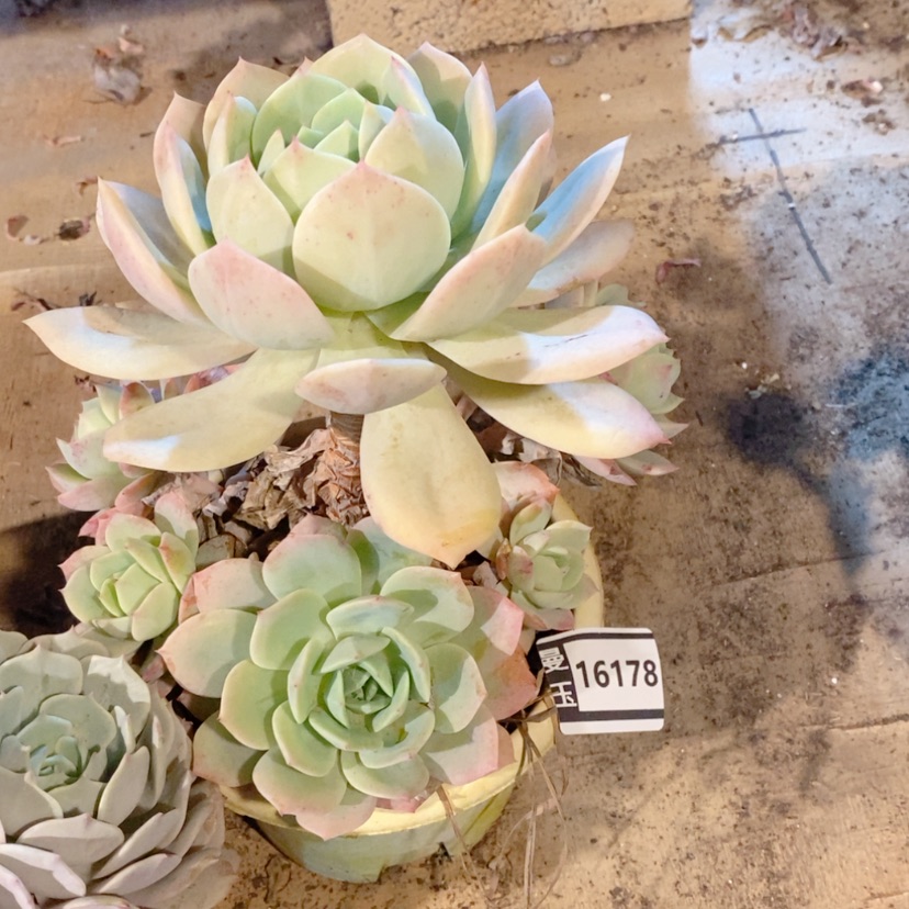 【闪购商品】恋曲16178