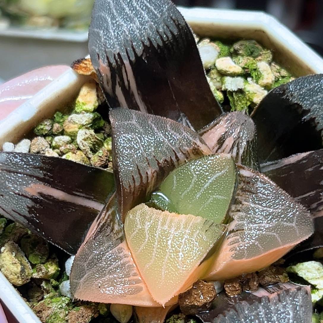 恭喜发财大吉大利279