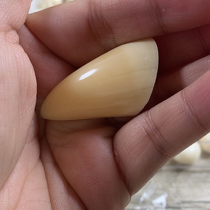 茶***菜贝壳手串/手链牙尖14克长43.5毫米