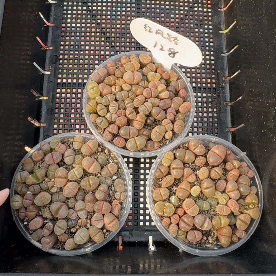 12035-红风铃混合切糕福利一盆