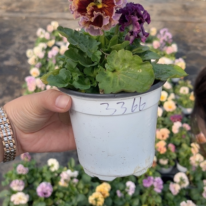 大部分花苞少量开放3366