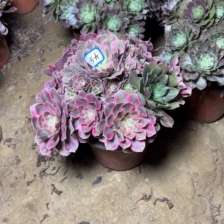 多肉植物粉女妖法师48